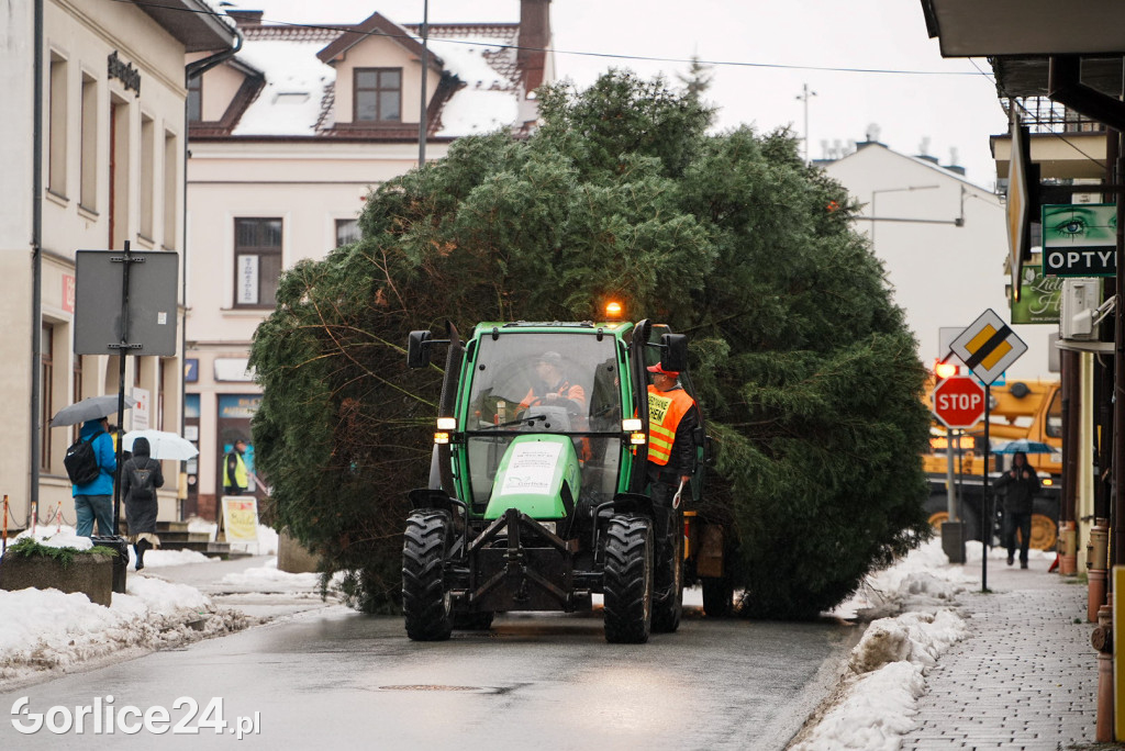 Gorlicka choinka (26.11)