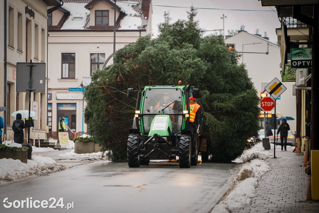 Gorlicka choinka (26.11)