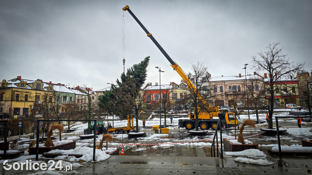 Gorlicka choinka (26.11)