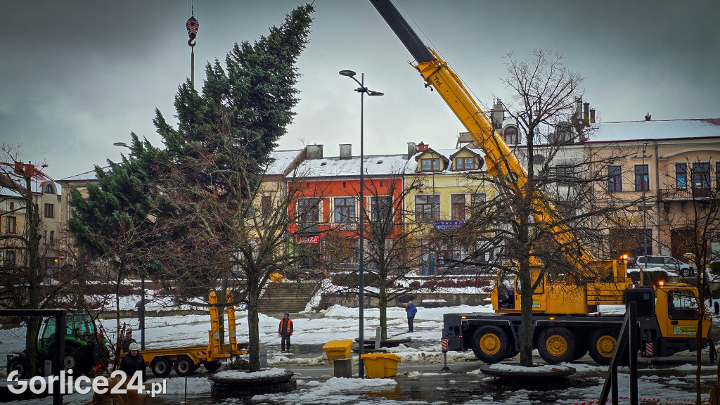 Gorlicka choinka (26.11)