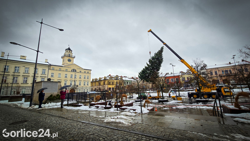 Gorlicka choinka (26.11)