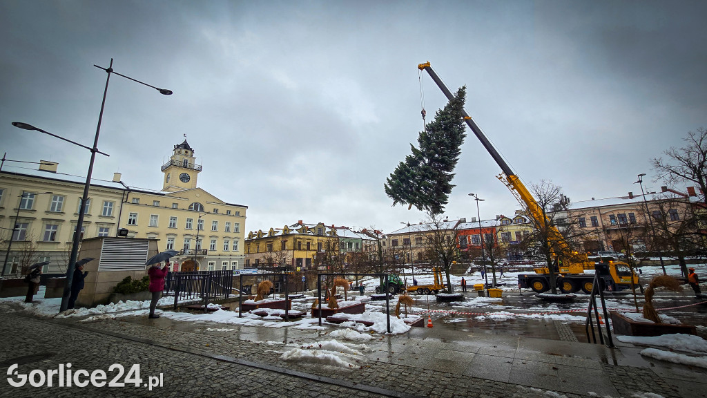 Gorlicka choinka (26.11)