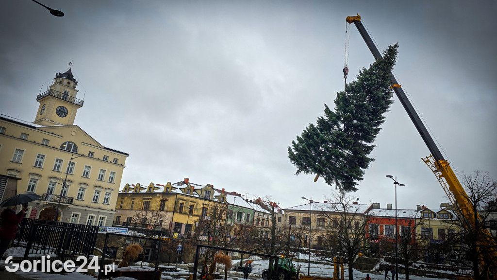 Gorlicka choinka (26.11)