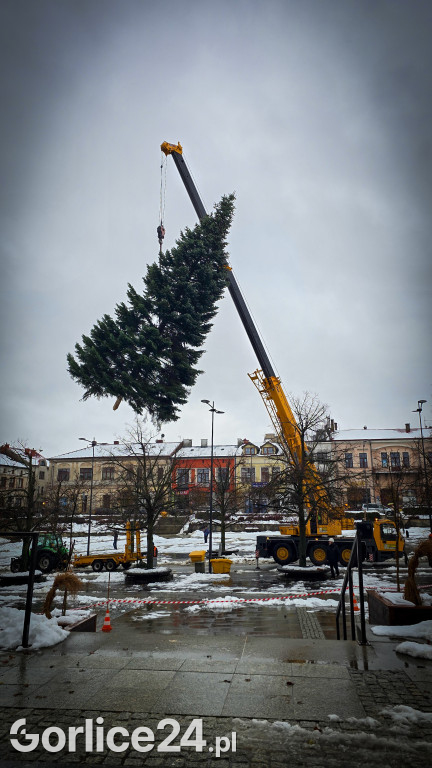 Gorlicka choinka (26.11)