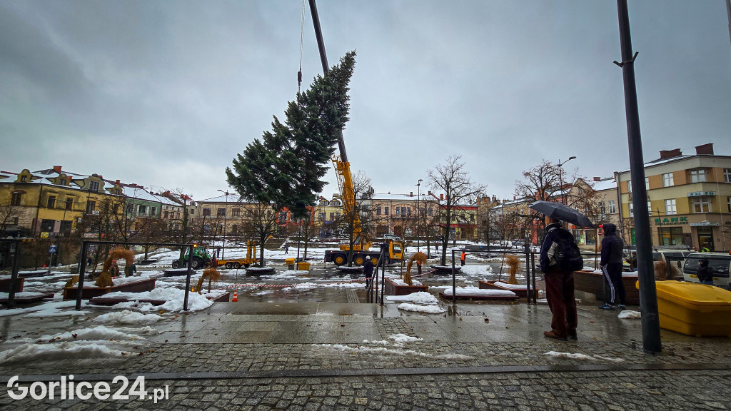 Gorlicka choinka (26.11)