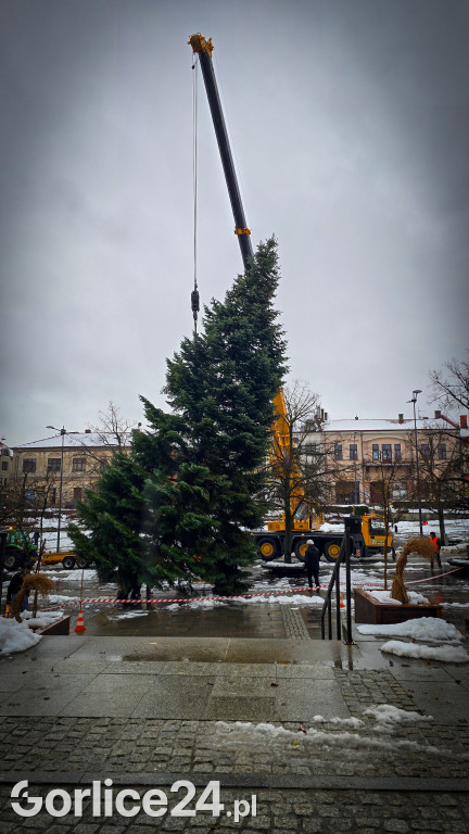 Gorlicka choinka (26.11)