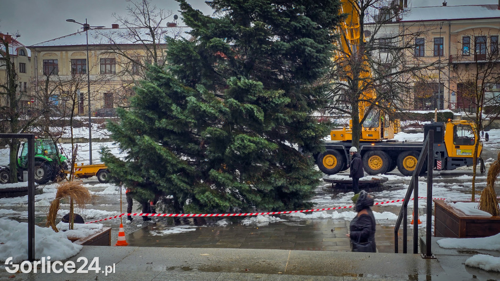 Gorlicka choinka (26.11)