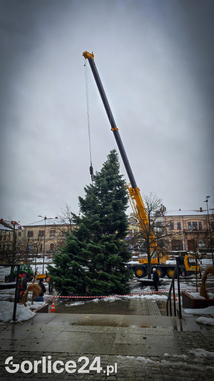 Gorlicka choinka (26.11)