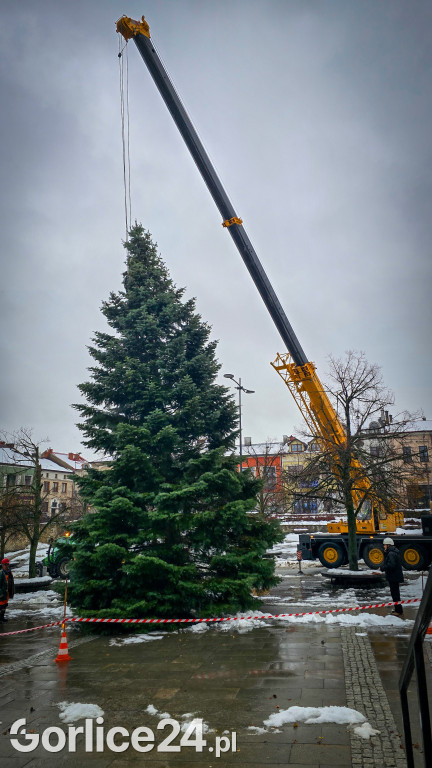 Gorlicka choinka (26.11)