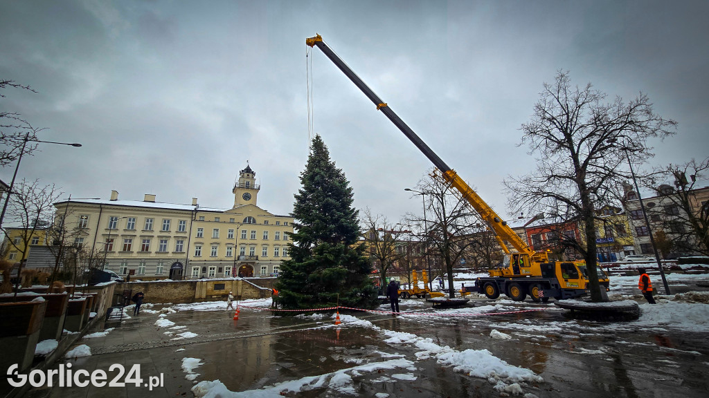 Gorlicka choinka (26.11)