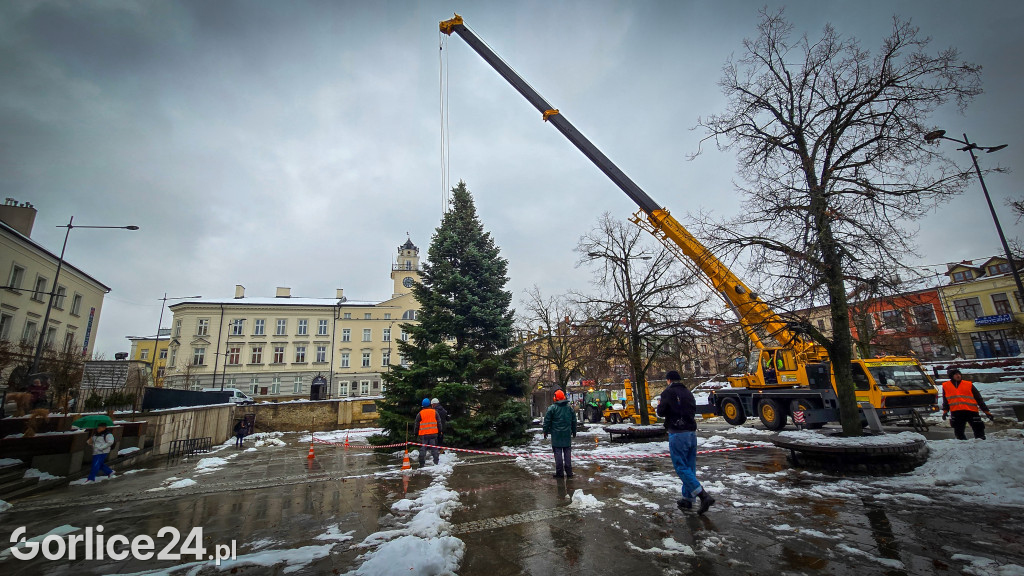 Gorlicka choinka (26.11)