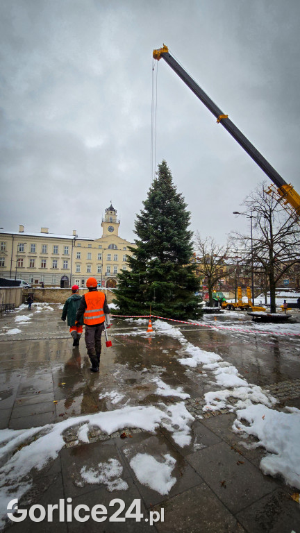 Gorlicka choinka (26.11)