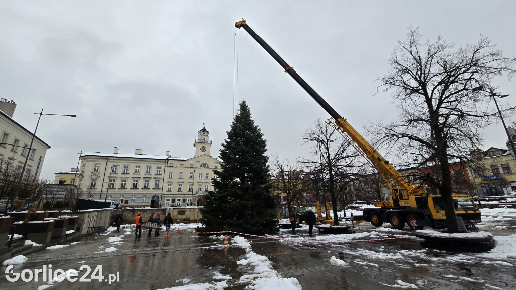 Gorlicka choinka (26.11)