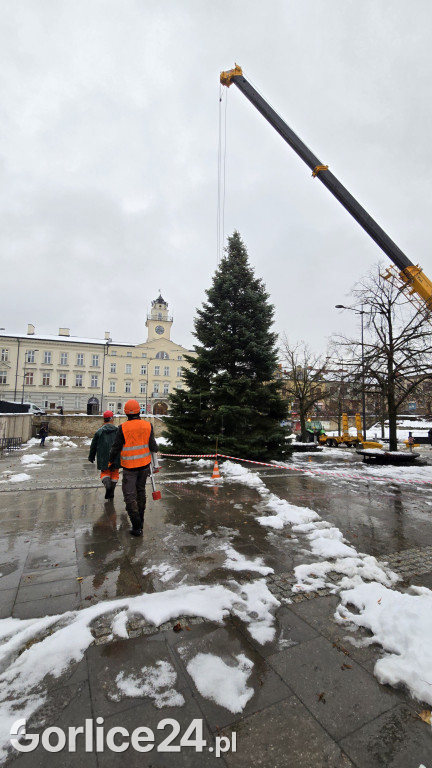 Gorlicka choinka (26.11)