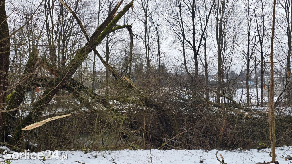 Zniszczony przez śnieg Park Miejski w Gorlicach