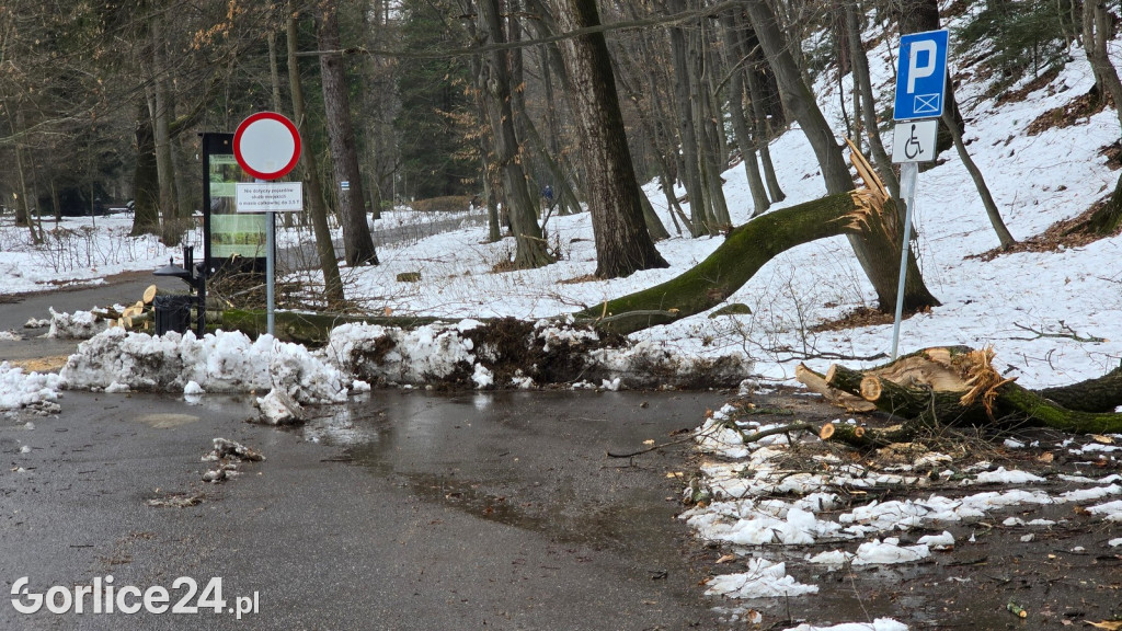 Zniszczony przez śnieg Park Miejski w Gorlicach