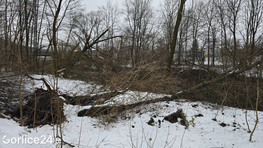 Zniszczony przez śnieg Park Miejski w Gorlicach
