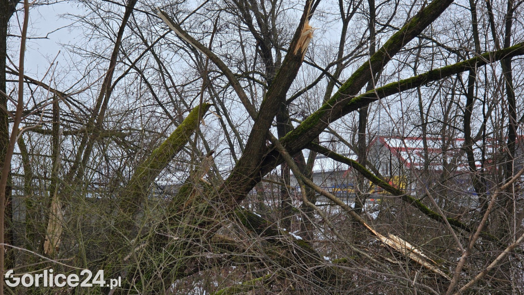 Zniszczony przez śnieg Park Miejski w Gorlicach