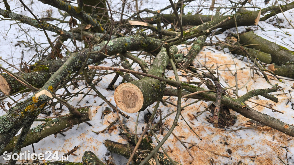 Zniszczony przez śnieg Park Miejski w Gorlicach