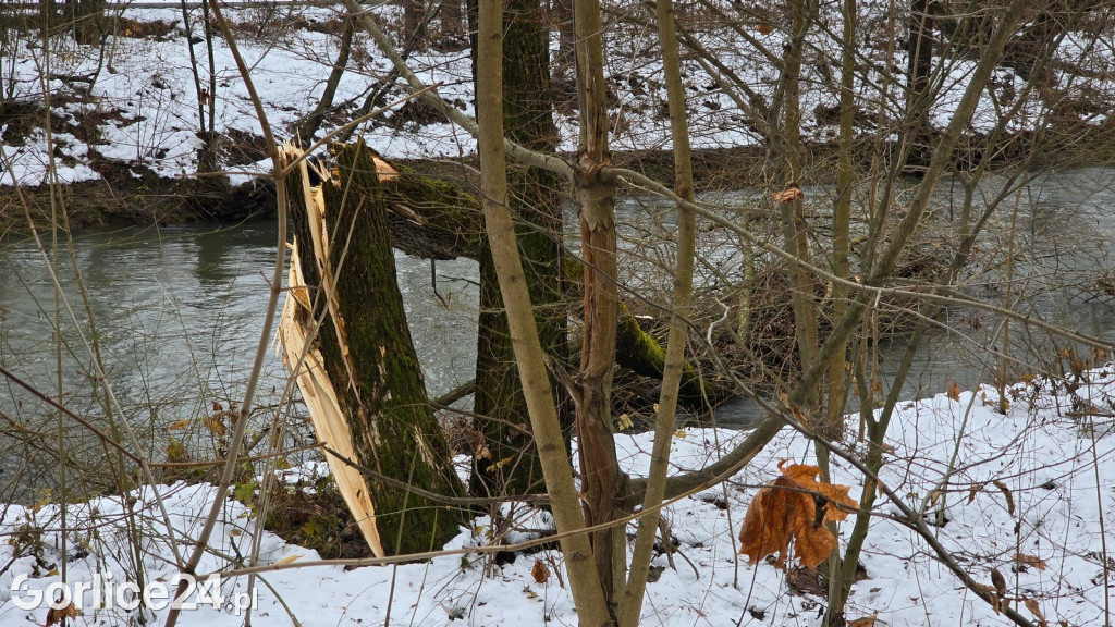 Zniszczony przez śnieg Park Miejski w Gorlicach