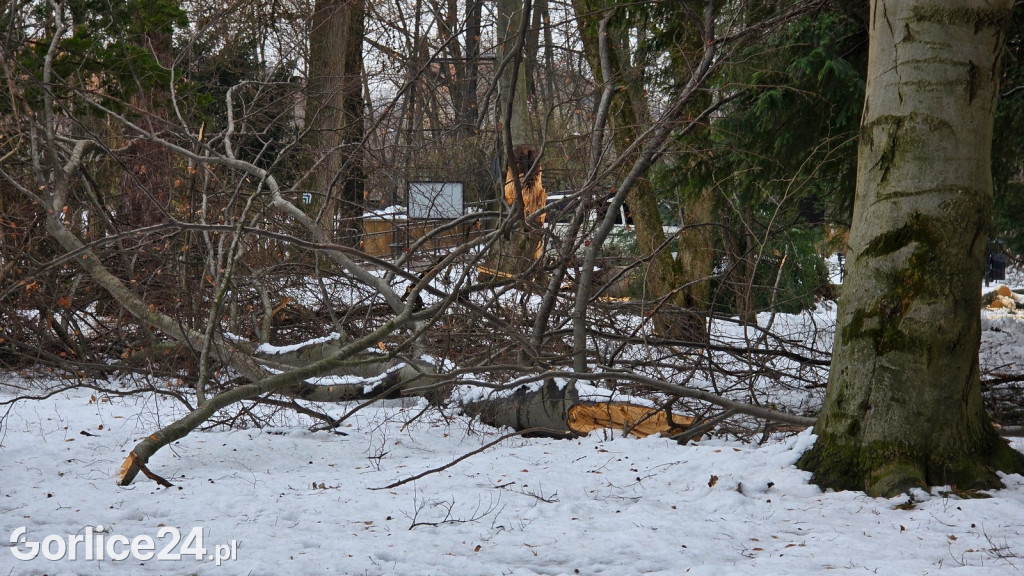 Zniszczony przez śnieg Park Miejski w Gorlicach