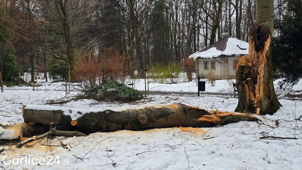 Zniszczony przez śnieg Park Miejski w Gorlicach