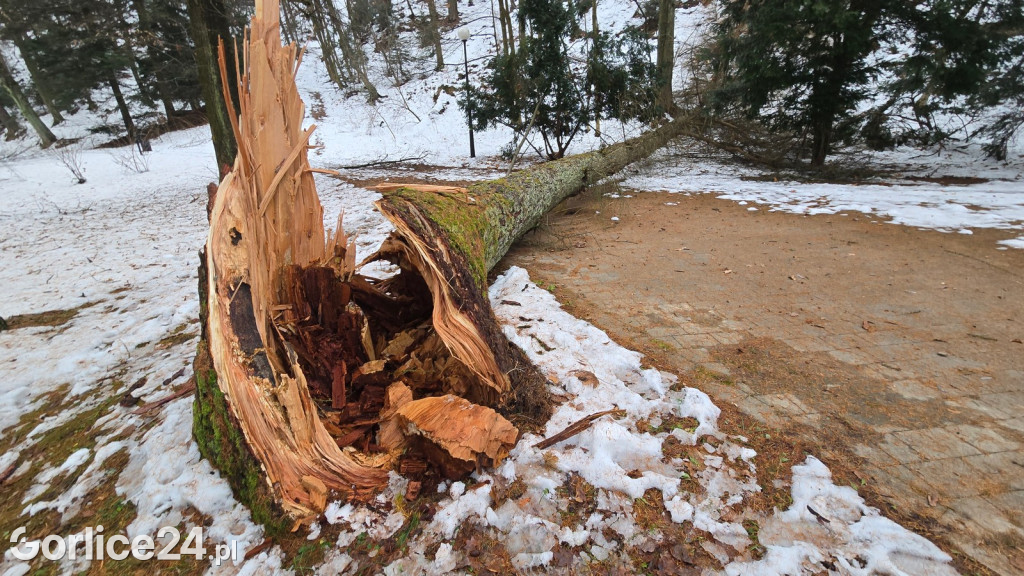 Zniszczony przez śnieg Park Miejski w Gorlicach