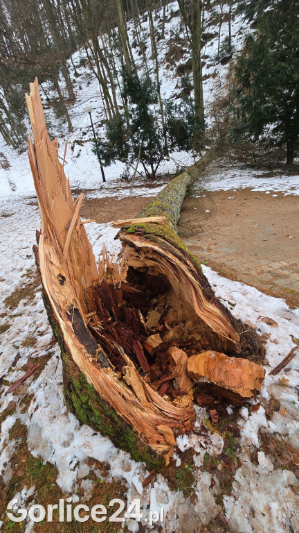 Zniszczony przez śnieg Park Miejski w Gorlicach