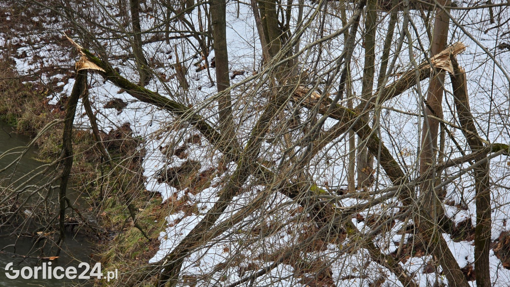 Zniszczony przez śnieg Park Miejski w Gorlicach
