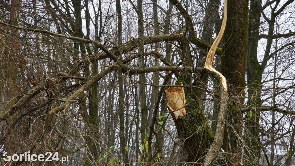 Zniszczony przez śnieg Park Miejski w Gorlicach