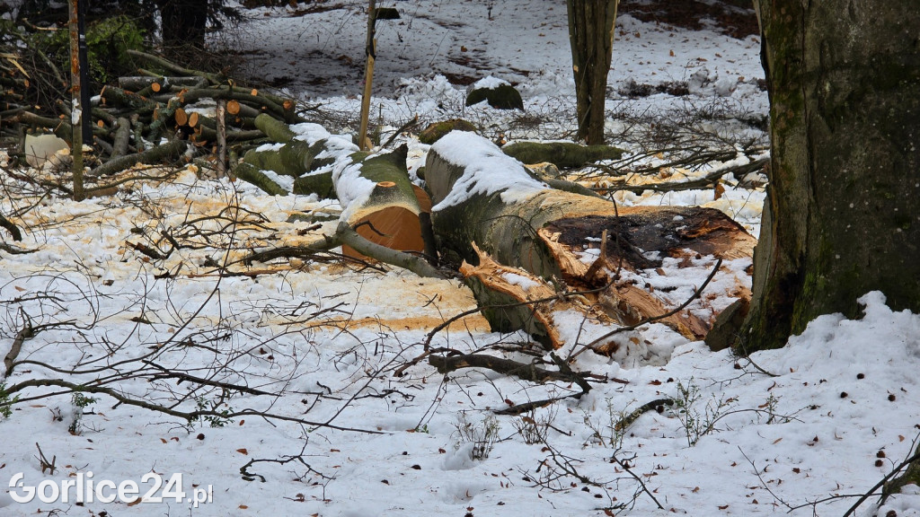 Zniszczony przez śnieg Park Miejski w Gorlicach
