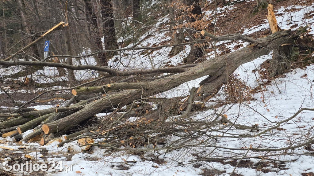Zniszczony przez śnieg Park Miejski w Gorlicach