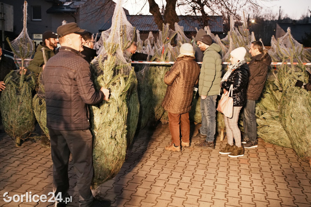 Choinki od Starosty Gorlickiego 2025 (19.12.)