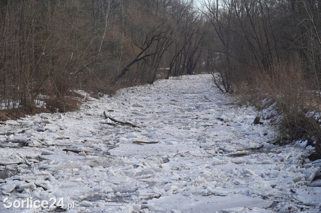 Zatory lodowe na rzekach w Gorlicach 27.01.2026