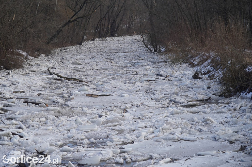 Zatory lodowe na rzekach w Gorlicach 27.01.2026