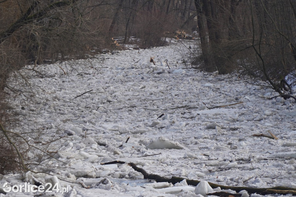 Zatory lodowe na rzekach w Gorlicach 27.01.2026