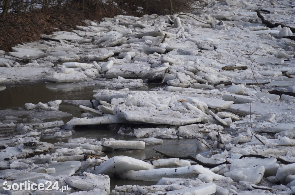 Zatory lodowe na rzekach w Gorlicach 27.01.2026