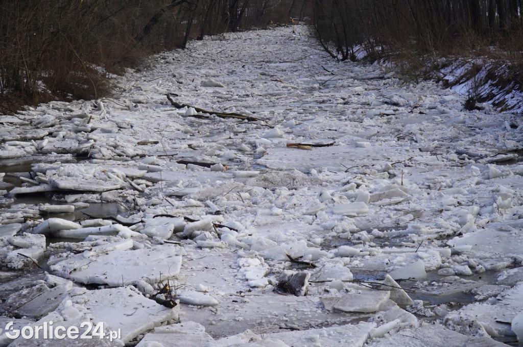 Zatory lodowe na rzekach w Gorlicach 27.01.2026