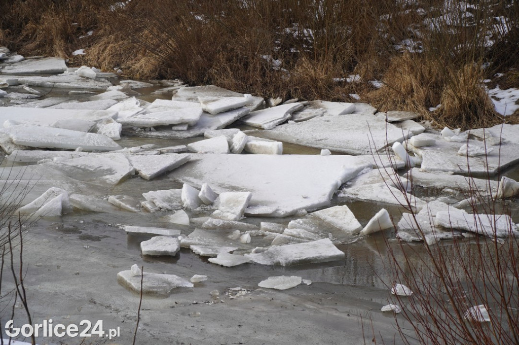 Zatory lodowe na rzekach w Gorlicach 27.01.2026