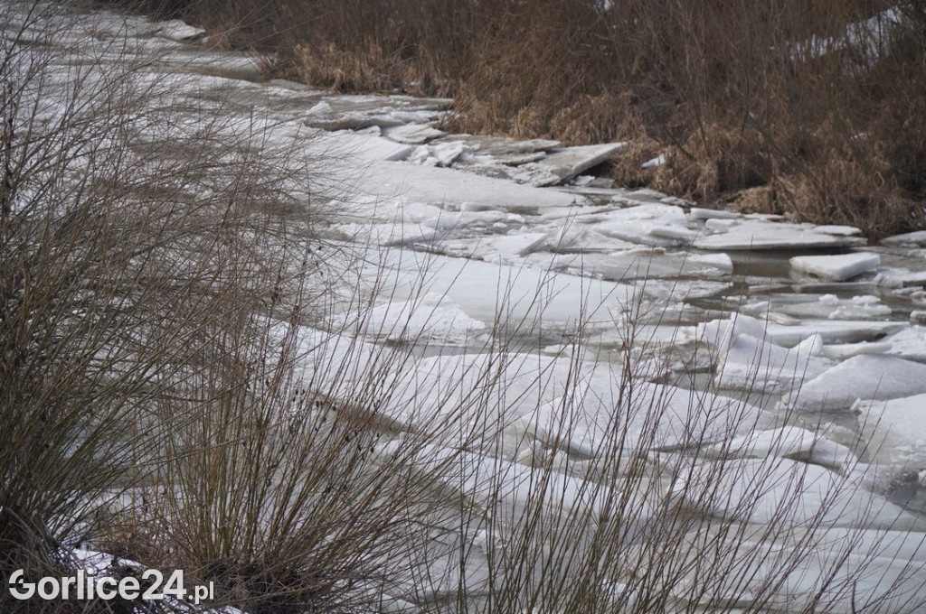 Zatory lodowe na rzekach w Gorlicach 27.01.2026