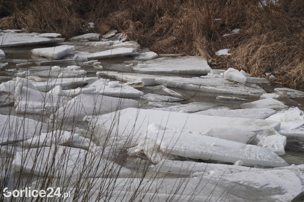 Zatory lodowe na rzekach w Gorlicach 27.01.2026