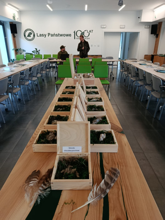 Noc Sów w Nadleśnictwie Gorlice