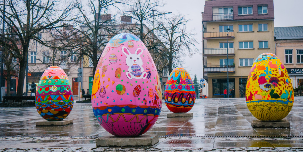 Kura Bronia zniosła jaja