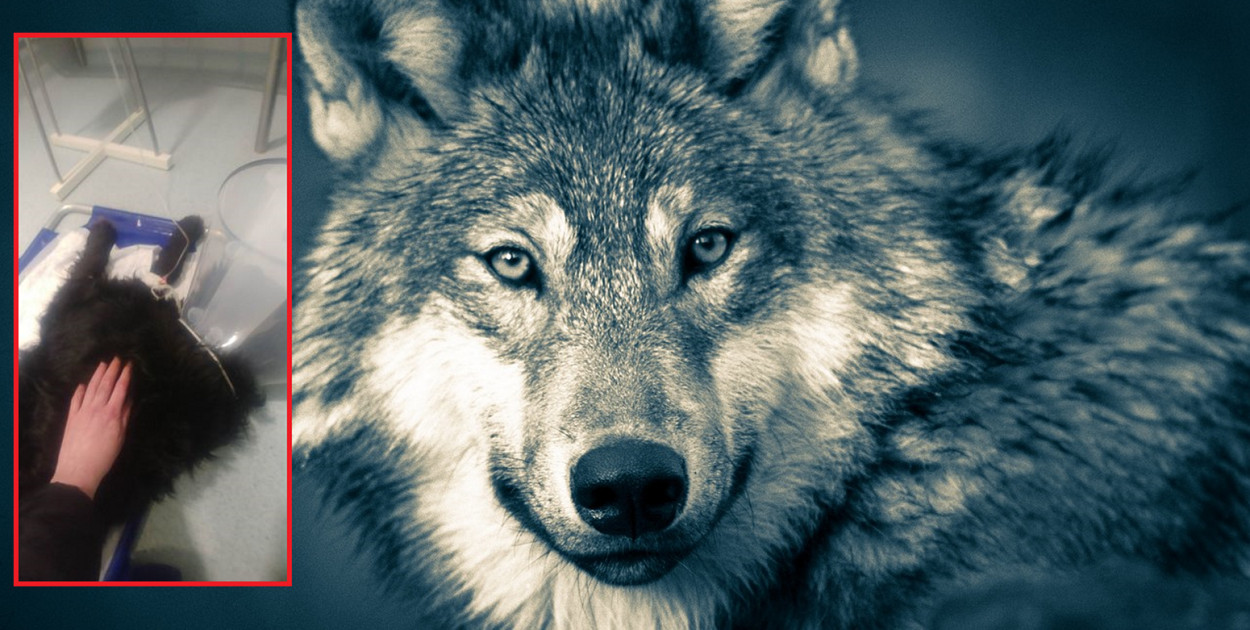 fot. nadesłane przez Czytelnika / pixabay.com