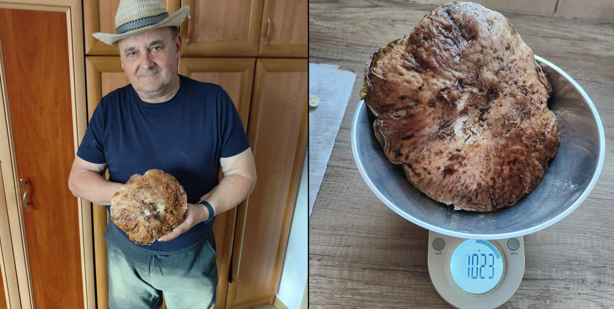 Pan Kazimierz z największym znalezionym okazem