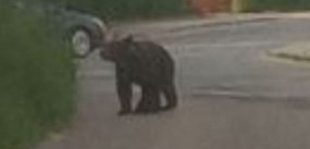 Niedźwiedź na ulicach Nowego Sącza