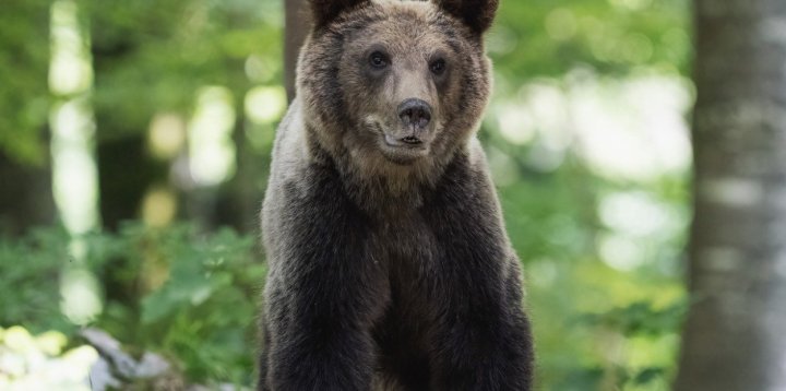 Podkarpacie: leśnicy o ataku niedźwiedzia na człowieka!-18261