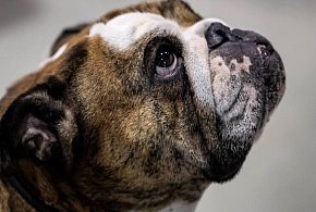 Dziś Polski Dzień Praw Zwierząt. Ekspert mówi o wyborze psich ras-34112