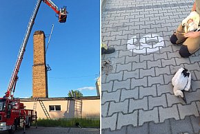 Bieckie bociany w niebezpieczeństwie. Wszystko przez... ludzką nieodpowiedzialność-34914