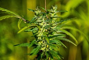 Naukowcy: marihuana najczęściej używaną substancją psychoaktywną po alkoholu, kofe-35126
